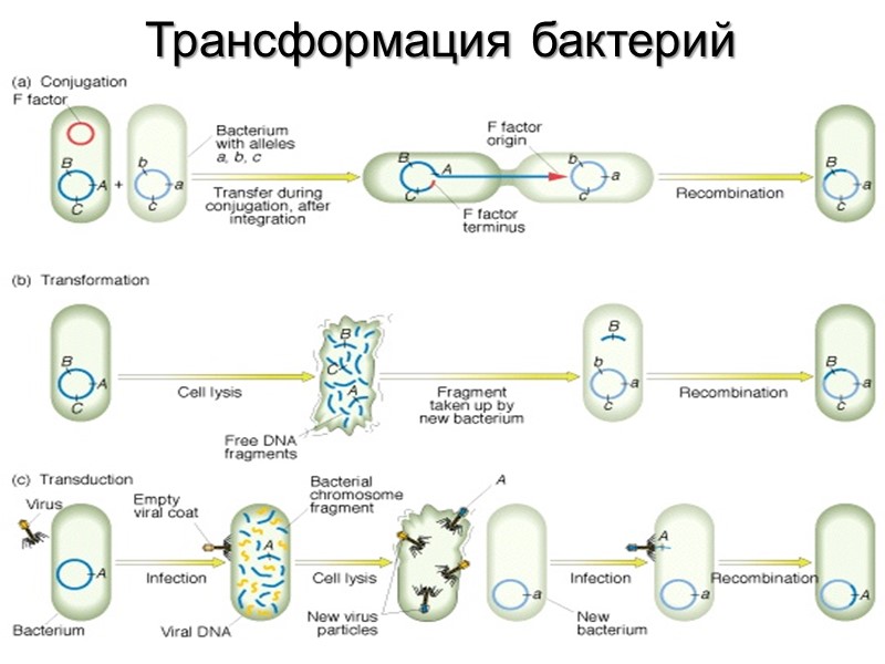 Трансформация бактерий